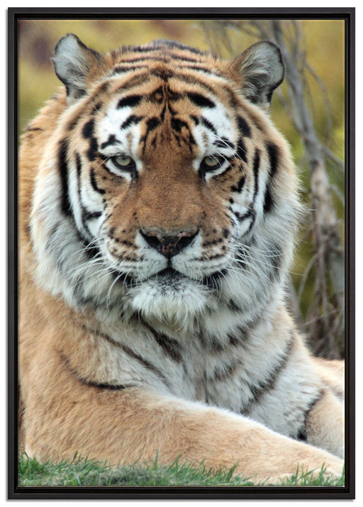 schöner Tiger auf Wiese auf Leinwandbild gerahmt Größe 100x70