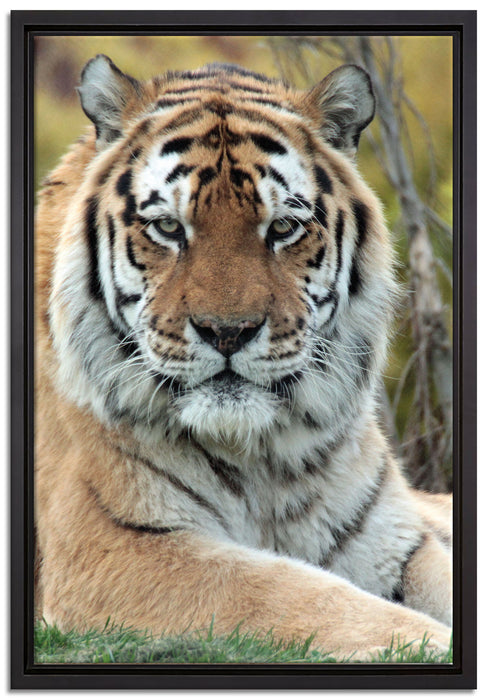 schöner Tiger auf Wiese auf Leinwandbild gerahmt Größe 60x40