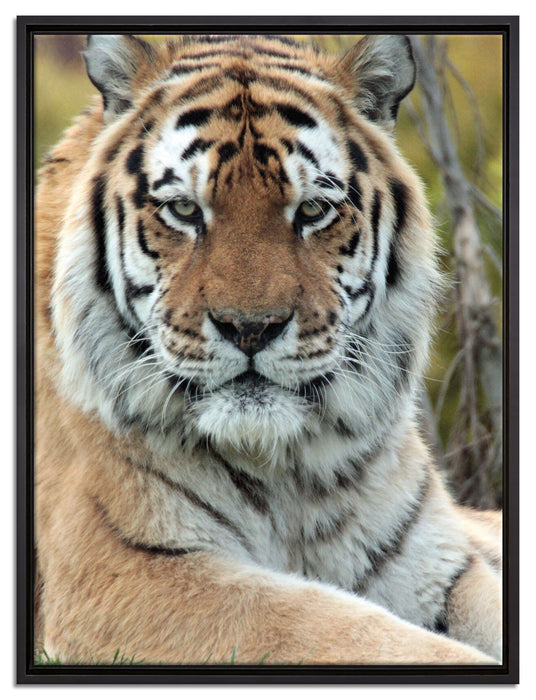schöner Tiger auf Wiese auf Leinwandbild gerahmt Größe 80x60