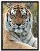 schöner Tiger auf Wiese auf Leinwandbild gerahmt Größe 80x60