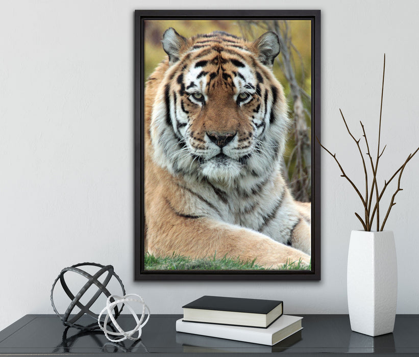 schöner Tiger auf Wiese auf Leinwandbild gerahmt mit Kirschblüten