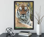schöner Tiger auf Wiese auf Leinwandbild gerahmt mit Kirschblüten