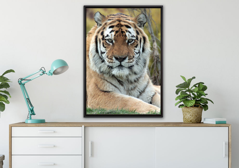 schöner Tiger auf Wiese auf Leinwandbild gerahmt verschiedene Größen im Wohnzimmer