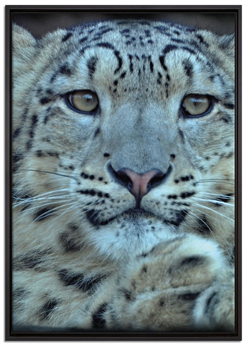 scheuer Schneeleopard auf Leinwandbild gerahmt Größe 100x70