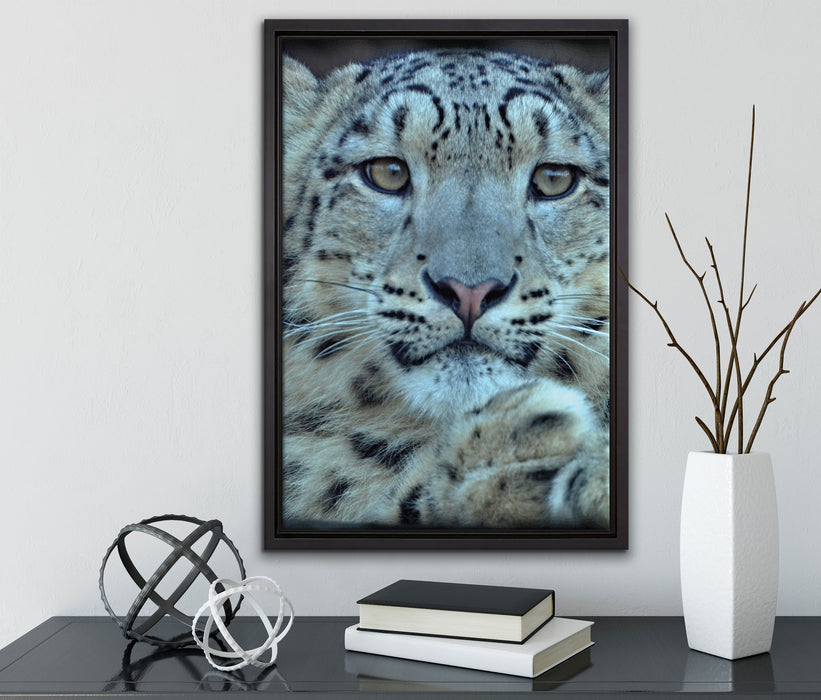 scheuer Schneeleopard auf Leinwandbild gerahmt mit Kirschblüten