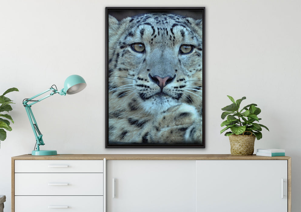 scheuer Schneeleopard auf Leinwandbild gerahmt verschiedene Größen im Wohnzimmer