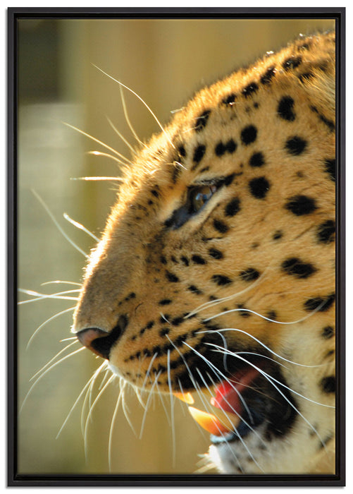 brüllender Leopard auf Leinwandbild gerahmt Größe 100x70
