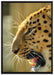 brüllender Leopard auf Leinwandbild gerahmt Größe 100x70