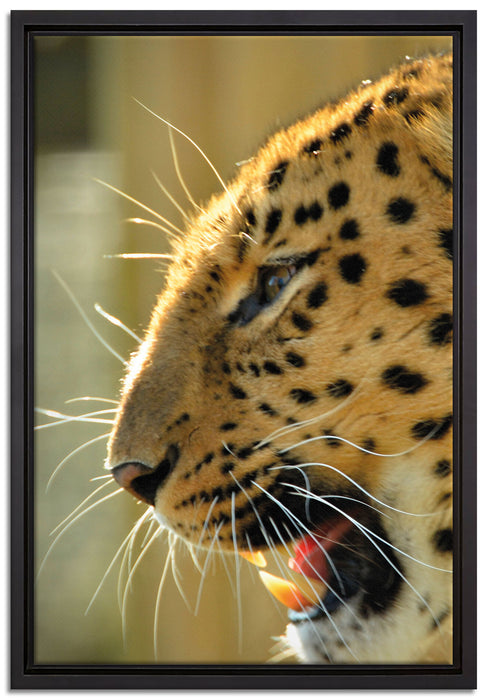 brüllender Leopard auf Leinwandbild gerahmt Größe 60x40