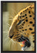 brüllender Leopard auf Leinwandbild gerahmt Größe 60x40