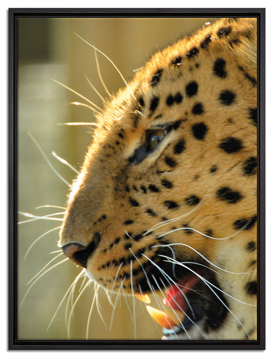 brüllender Leopard auf Leinwandbild gerahmt Größe 80x60