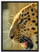 brüllender Leopard auf Leinwandbild gerahmt Größe 80x60