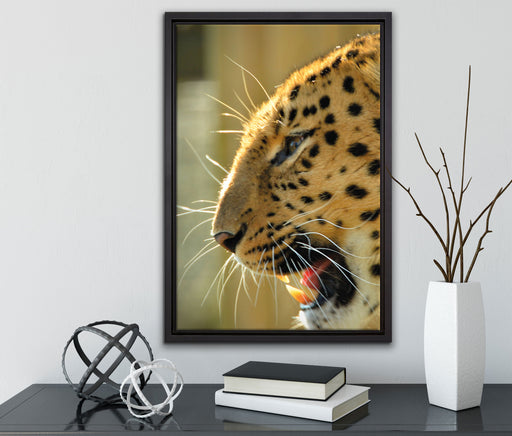 brüllender Leopard auf Leinwandbild gerahmt mit Kirschblüten