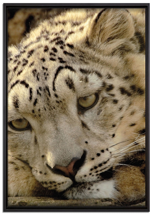 ruhender Schneeleopard auf Leinwandbild gerahmt Größe 100x70