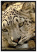 ruhender Schneeleopard auf Leinwandbild gerahmt Größe 100x70
