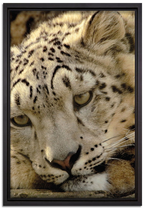 ruhender Schneeleopard auf Leinwandbild gerahmt Größe 60x40