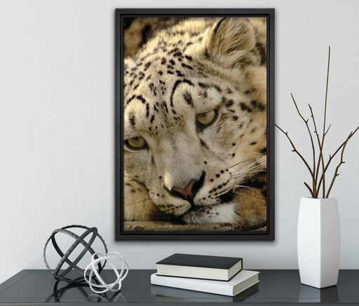 ruhender Schneeleopard auf Leinwandbild gerahmt mit Kirschblüten