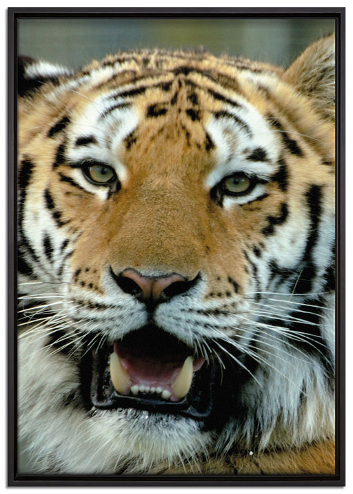 Tiger mit offenem Maul auf Leinwandbild gerahmt Größe 100x70