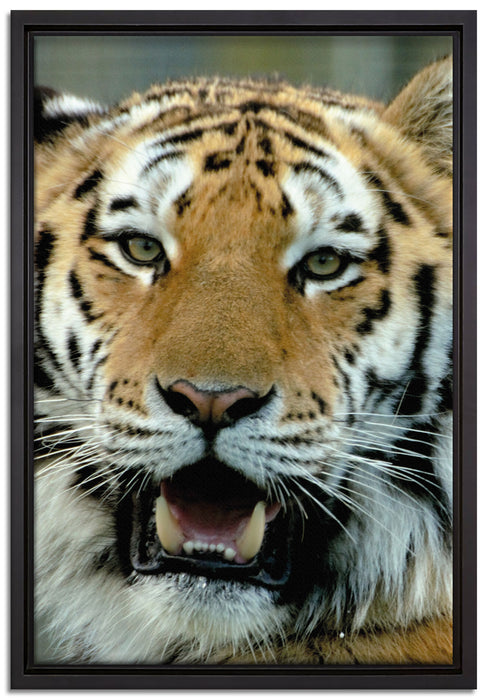 Tiger mit offenem Maul auf Leinwandbild gerahmt Größe 60x40