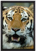 Tiger mit offenem Maul auf Leinwandbild gerahmt Größe 60x40