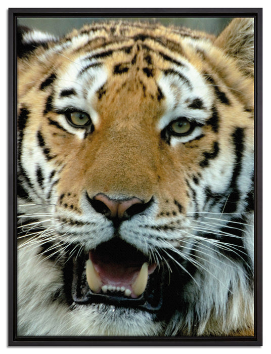 Tiger mit offenem Maul auf Leinwandbild gerahmt Größe 80x60