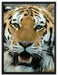Tiger mit offenem Maul auf Leinwandbild gerahmt Größe 80x60