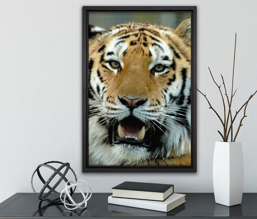 Tiger mit offenem Maul auf Leinwandbild gerahmt mit Kirschblüten