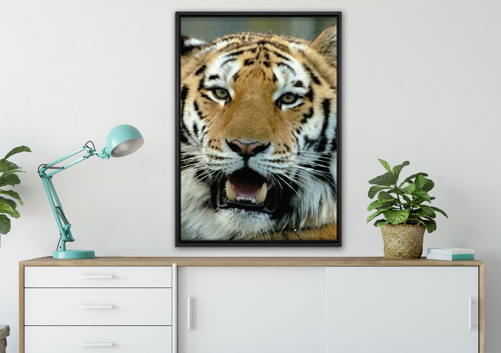 Tiger mit offenem Maul auf Leinwandbild gerahmt verschiedene Größen im Wohnzimmer