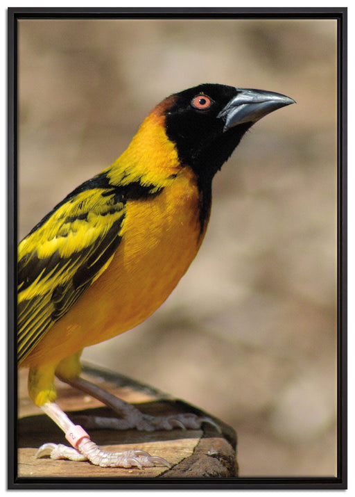 prächtiger gelber Star auf Leinwandbild gerahmt Größe 100x70