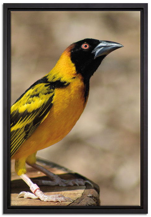 prächtiger gelber Star auf Leinwandbild gerahmt Größe 60x40