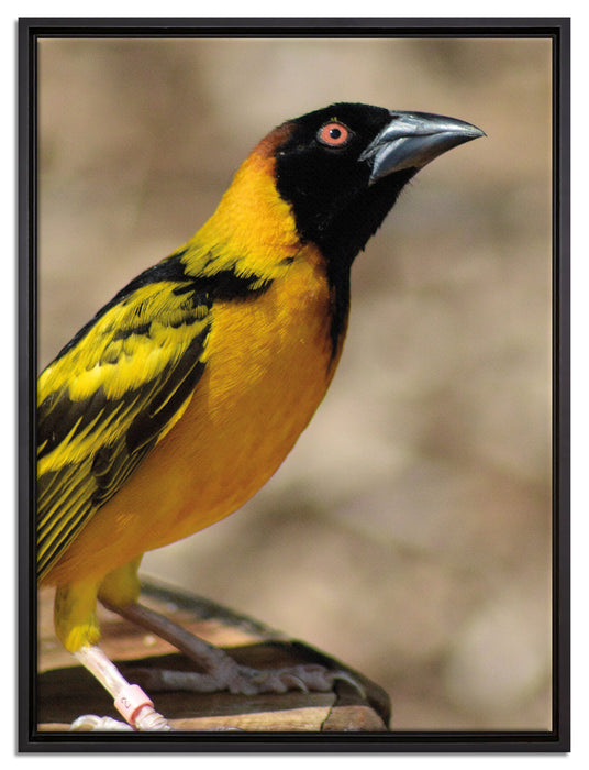 prächtiger gelber Star auf Leinwandbild gerahmt Größe 80x60