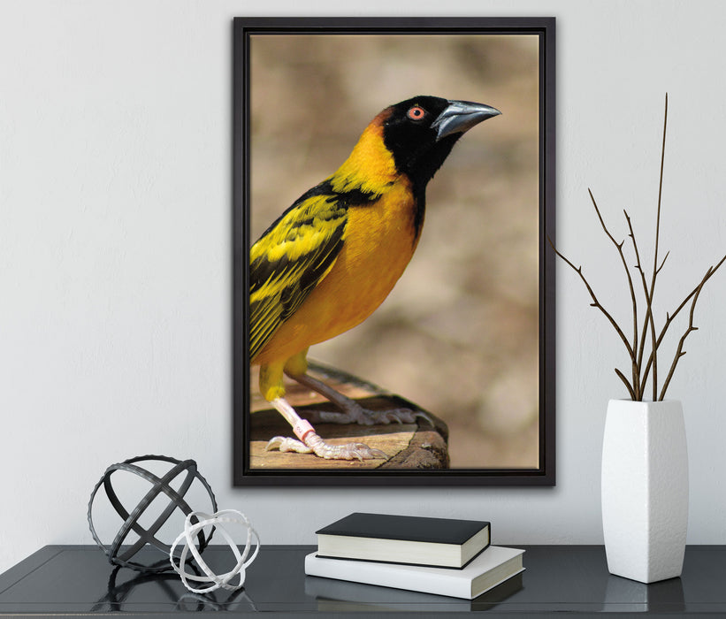 prächtiger gelber Star auf Leinwandbild gerahmt mit Kirschblüten