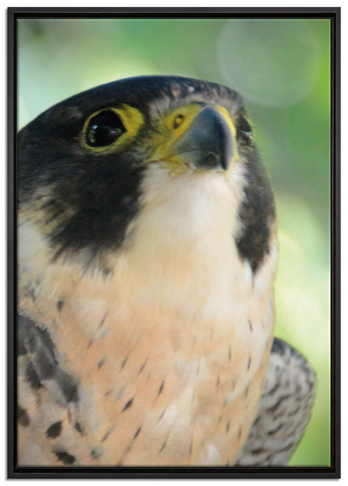 schöner grauer Adler auf Leinwandbild gerahmt Größe 100x70