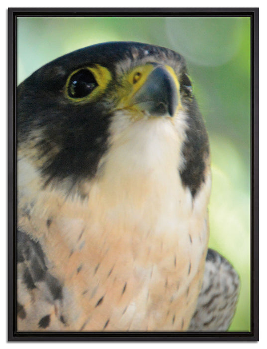 schöner grauer Adler auf Leinwandbild gerahmt Größe 80x60