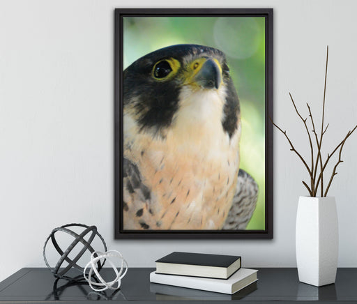 schöner grauer Adler auf Leinwandbild gerahmt mit Kirschblüten