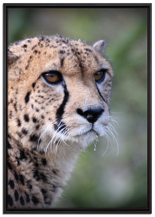 bildschöner Gepard auf Leinwandbild gerahmt Größe 100x70