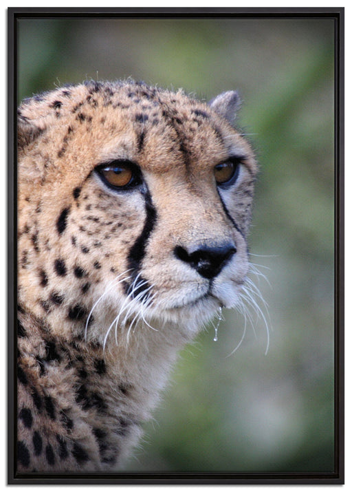 bildschöner Gepard auf Leinwandbild gerahmt Größe 100x70