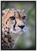 bildschöner Gepard auf Leinwandbild gerahmt Größe 100x70