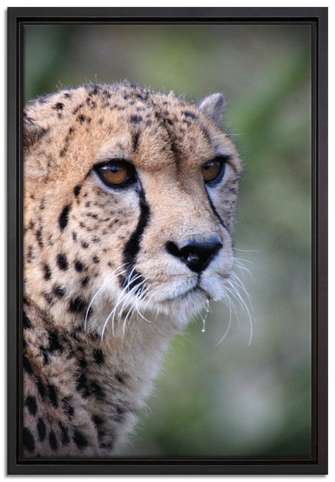 bildschöner Gepard auf Leinwandbild gerahmt Größe 60x40