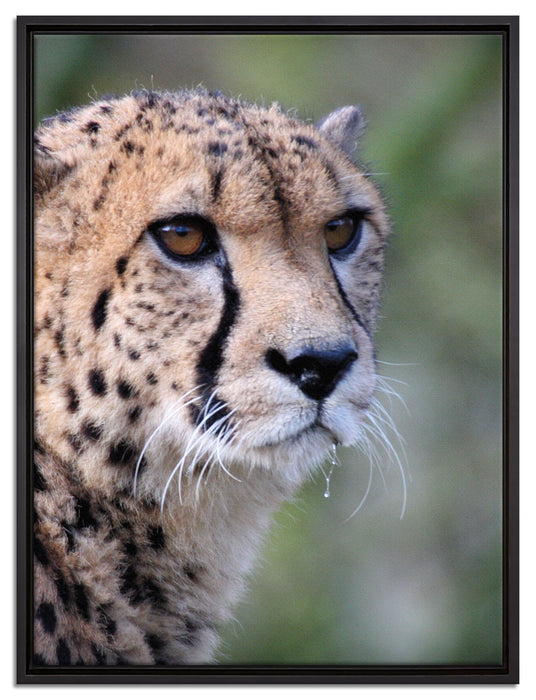 bildschöner Gepard auf Leinwandbild gerahmt Größe 80x60