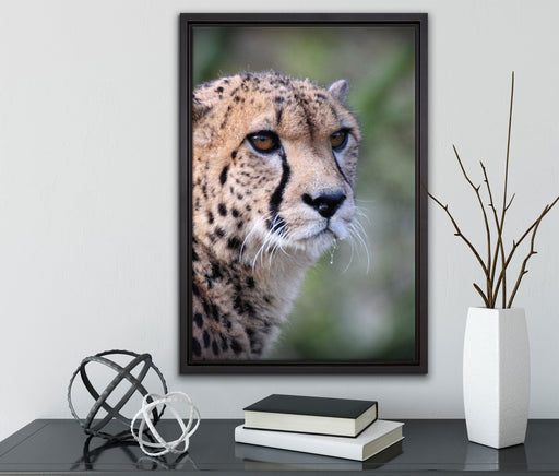 bildschöner Gepard auf Leinwandbild gerahmt mit Kirschblüten