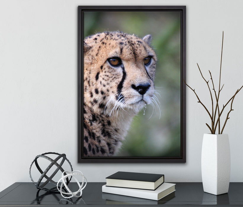 bildschöner Gepard auf Leinwandbild gerahmt mit Kirschblüten