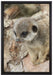 junges Erdmännchen auf Baum auf Leinwandbild gerahmt Größe 60x40
