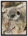 junges Erdmännchen auf Baum auf Leinwandbild gerahmt Größe 80x60