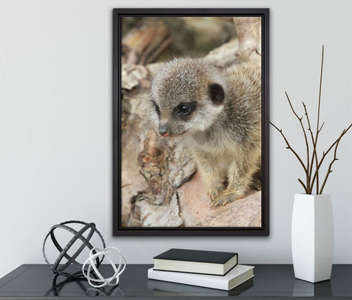 junges Erdmännchen auf Baum auf Leinwandbild gerahmt mit Kirschblüten