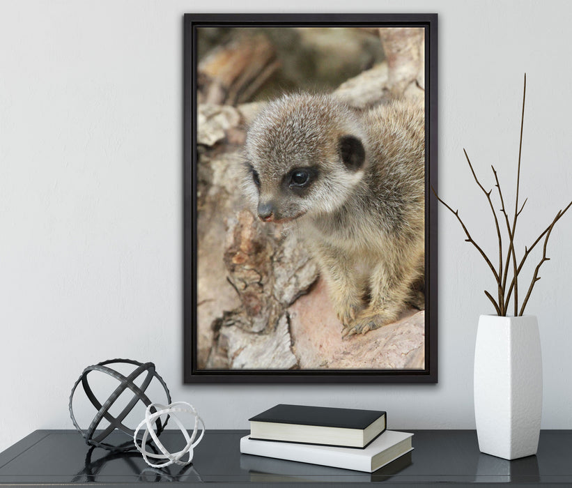 junges Erdmännchen auf Baum auf Leinwandbild gerahmt mit Kirschblüten