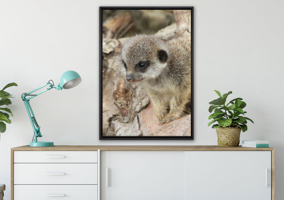 junges Erdmännchen auf Baum auf Leinwandbild gerahmt verschiedene Größen im Wohnzimmer