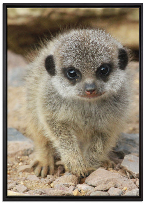 Erdmännchen zwischen Steinen auf Leinwandbild gerahmt Größe 100x70