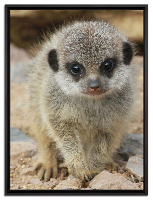 Erdmännchen zwischen Steinen auf Leinwandbild gerahmt Größe 80x60