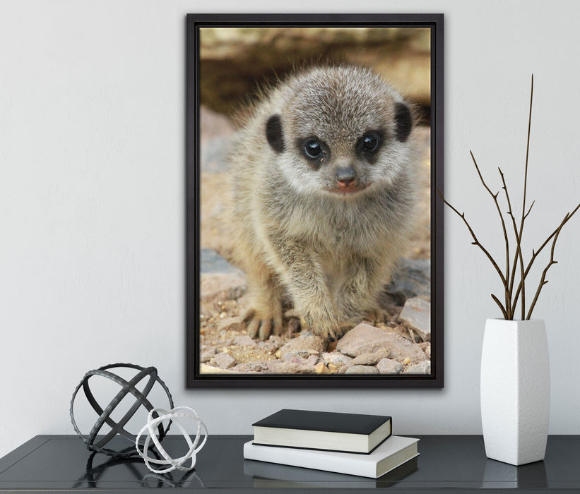 Erdmännchen zwischen Steinen auf Leinwandbild gerahmt mit Kirschblüten
